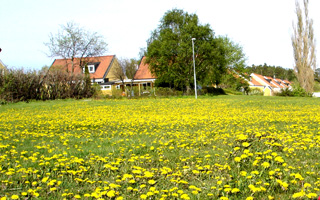 050524-1727b_gulablommor