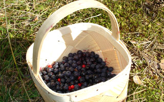 050911-1101a_blueberry320